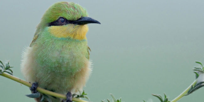 juvenile green1